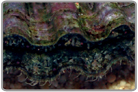 Ribbed Sea Scallop